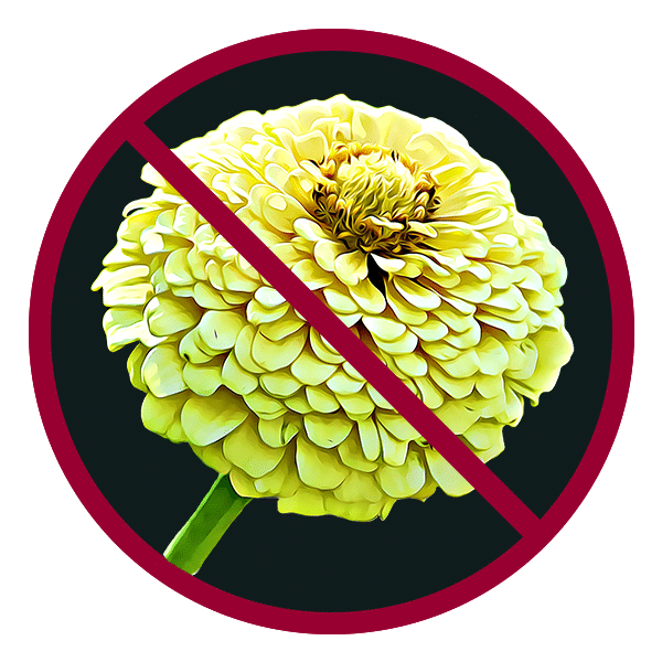 Chrysanthemums aren't always safe.