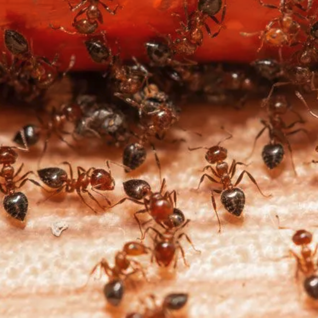 Ants tryng to get inside home perimeter pest control program cincinnati