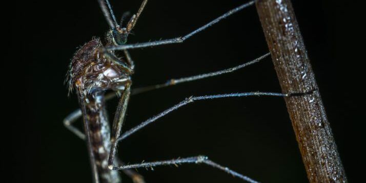 black-mosquito-closeup-photo-762935