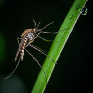 Stay Ahead of the Buzz: Mosquito and Deer Control Information 2