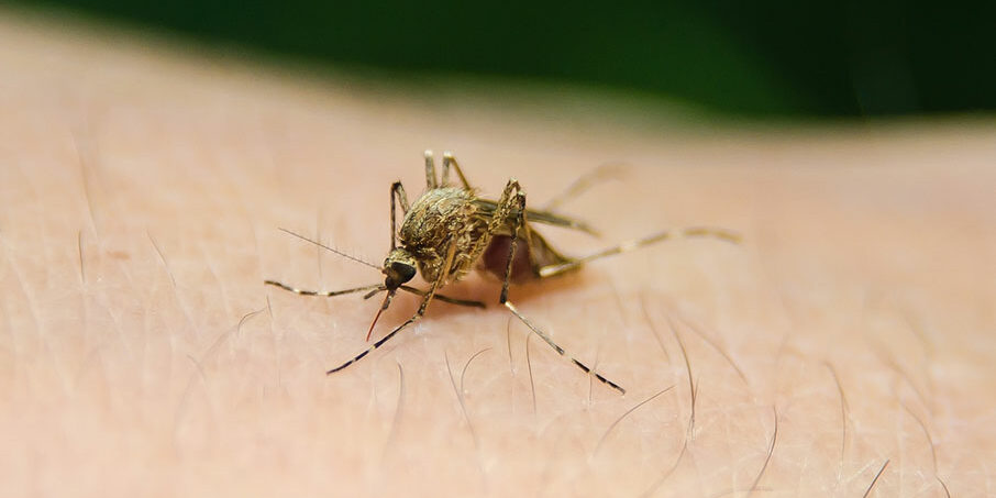 World Malaria Day raises awareness on illness