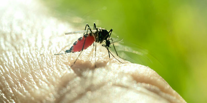 mosquito biting man's hand